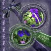 Filename=_DeepPurpleDr.jpg
Filesize=153KiB
Dimensions=600x600
Date added=Jul 24, 2009 _DeepPurpleDr.jpg