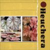 Filename=Heuchera.jpg
Filesize=106KiB
Dimensions=500x500
Date added=May 23, 2009 Heuchera.jpg