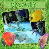 Filename=aquarium.jpg
Filesize=220KiB
Dimensions=864x864
Date added=May 18, 2009 aquarium.jpg