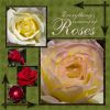 Filename=roses--web.jpg
Filesize=143KiB
Dimensions=500x500
Date added=May 16, 2009 roses--web.jpg
